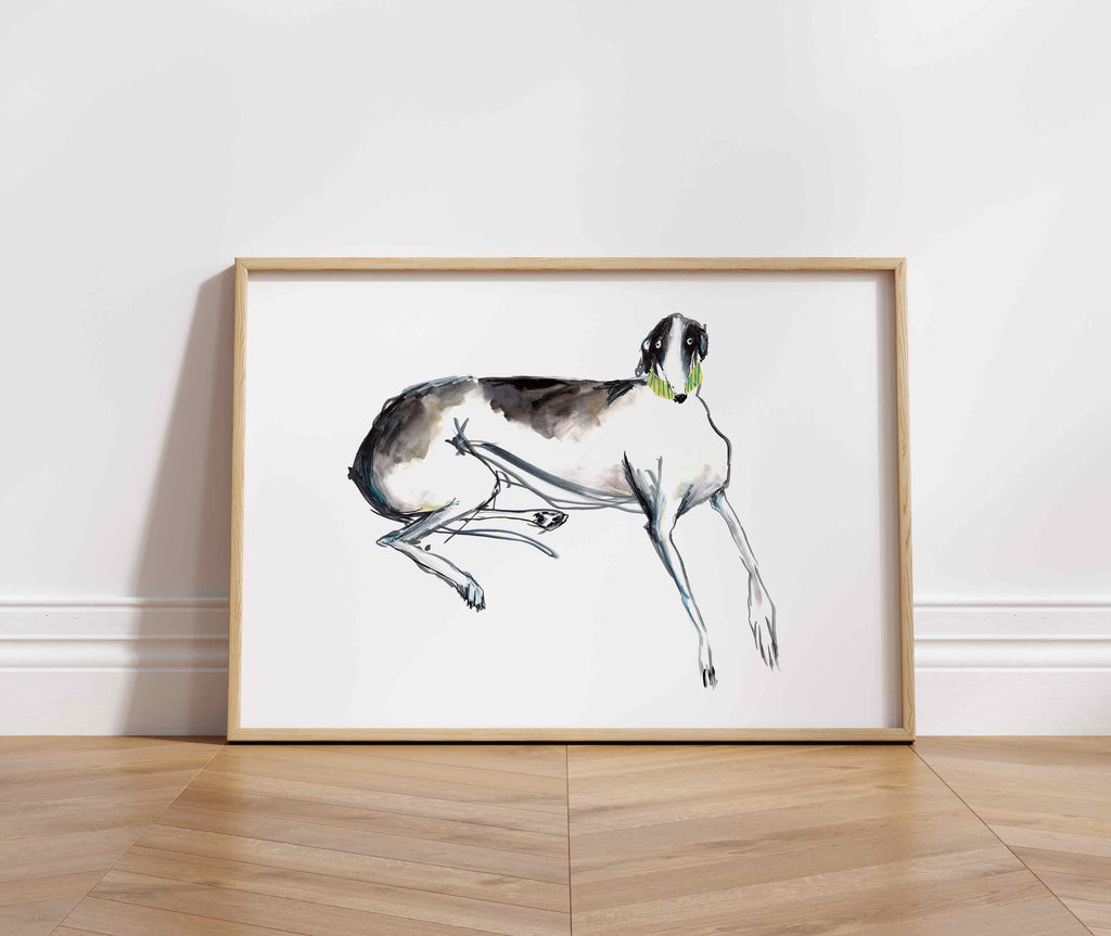 Black and white greyhound laying down with green collar, print in wooden frame