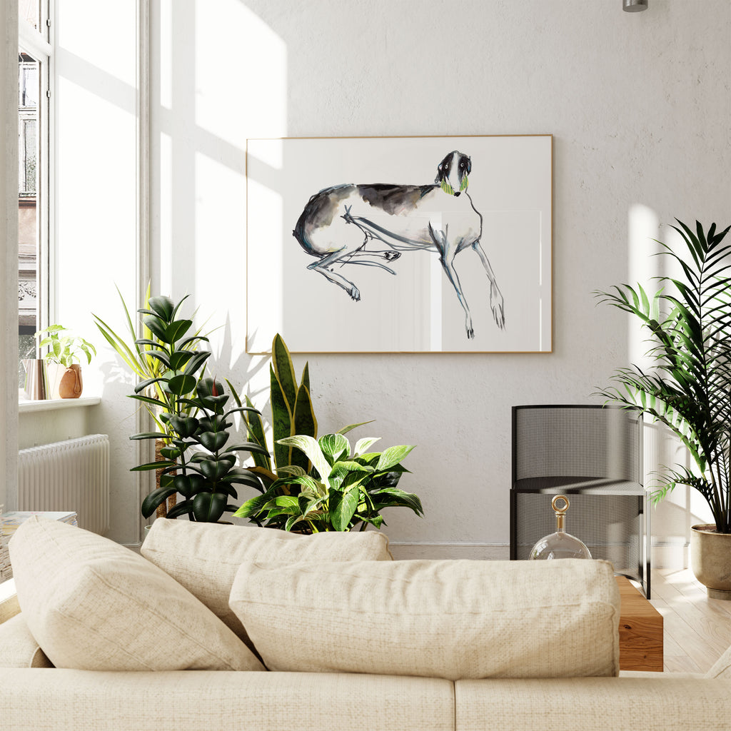 Black and white greyhound laying down with green collar, print on the wall in sun room above sofa with plants