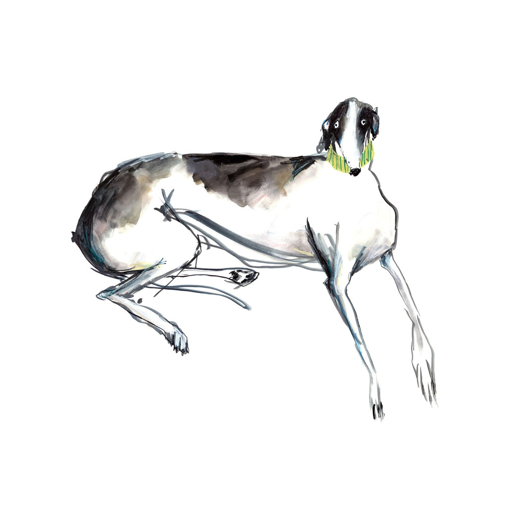 Hand drawn black and white greyhound/sighthound laying down with green collar, white background